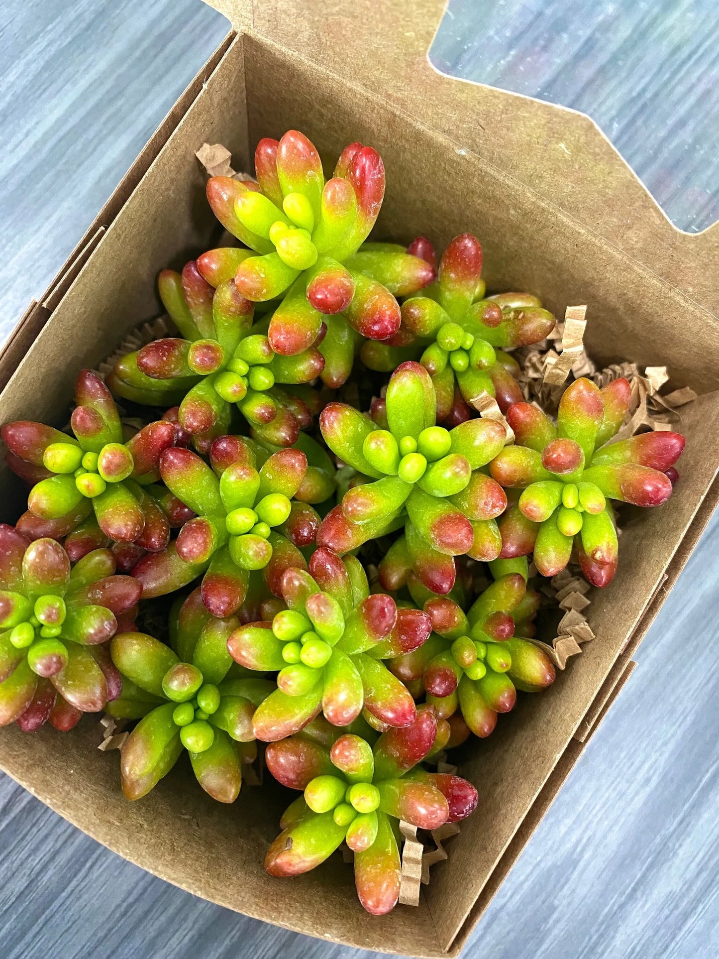 Sedum Jelly Bean Cuttings