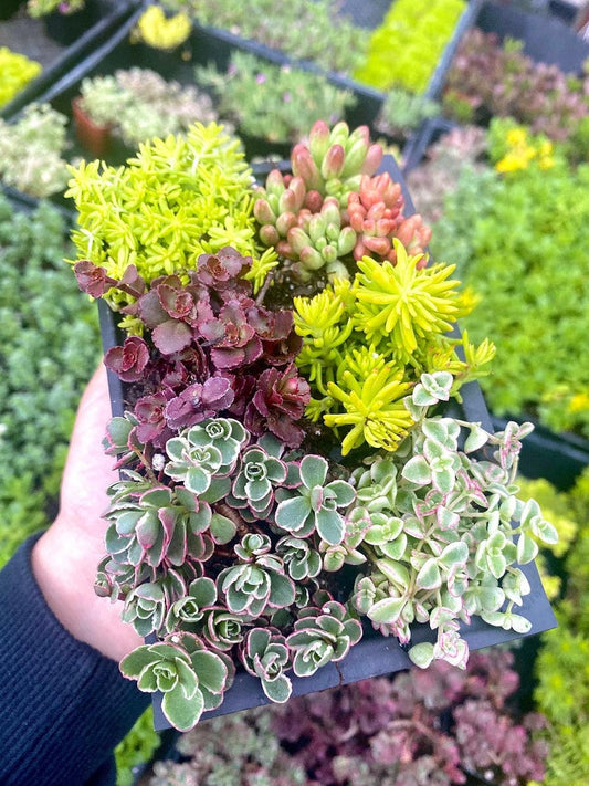 Sedum Sampler