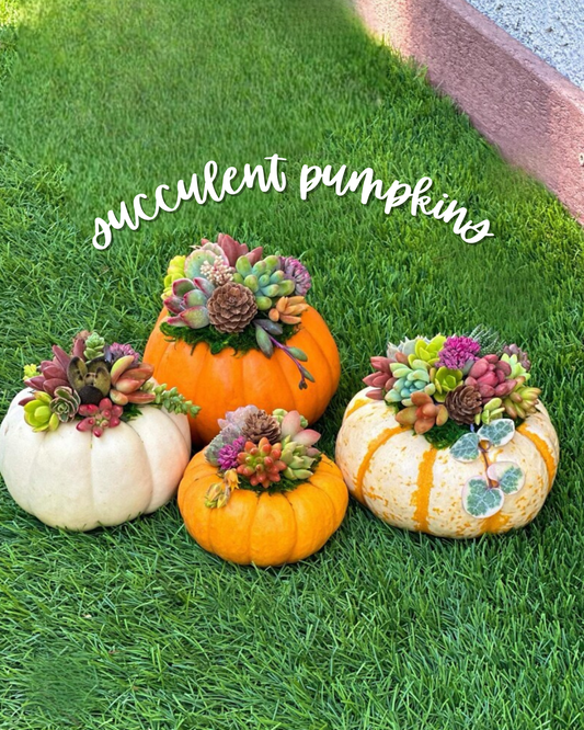 Mini Succulent Pumpkins