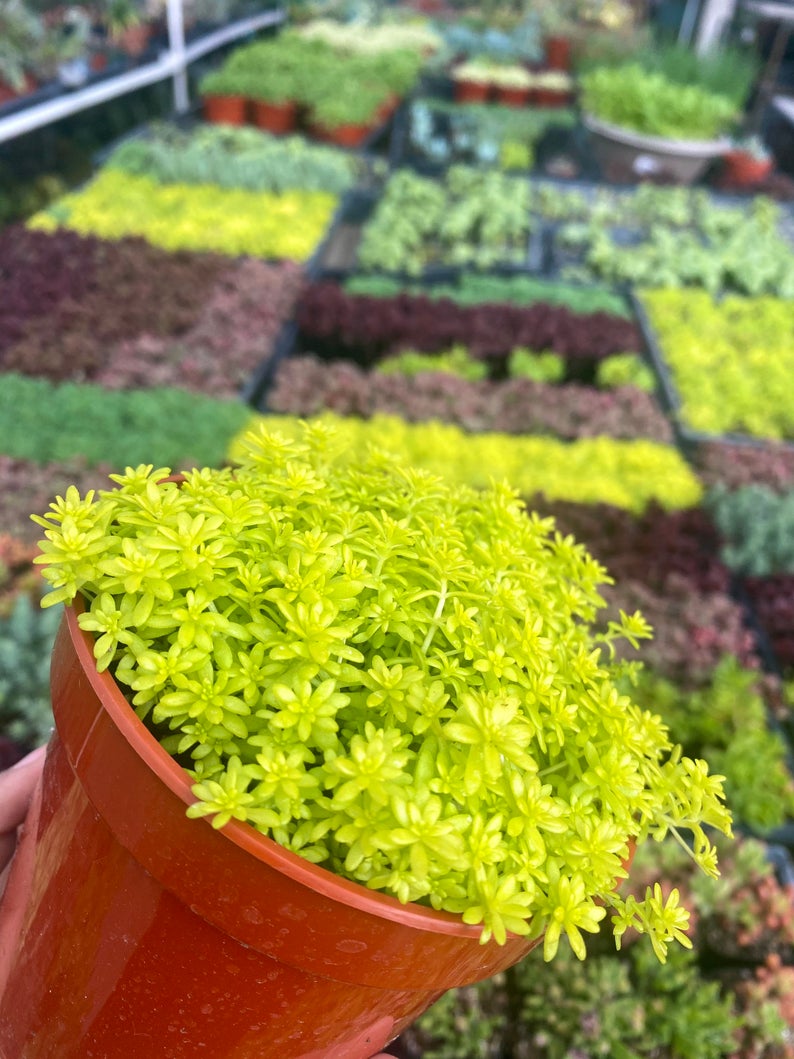 4" Sedum Gold Moss