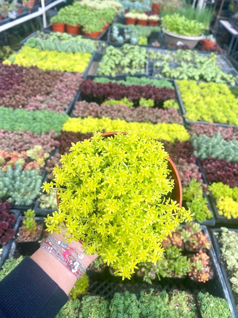 4" Sedum Gold Moss