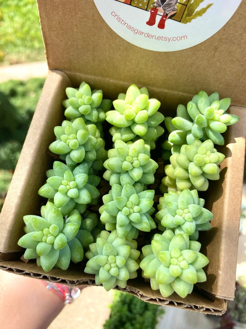 Mini Donkey Tail Cuttings