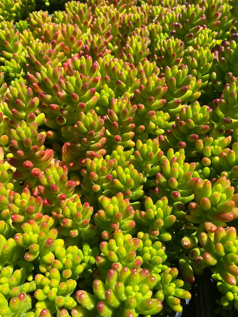 Sedum Jelly Bean Cuttings