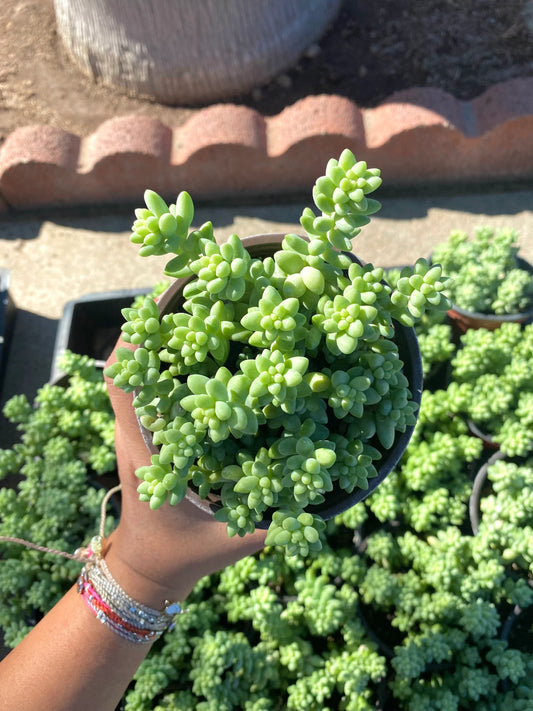 4” Donkey Tail