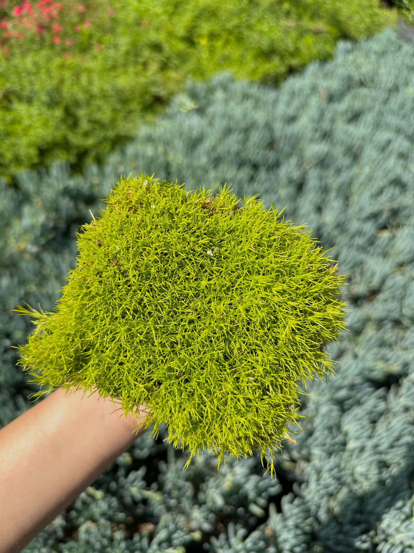 Scotch Moss