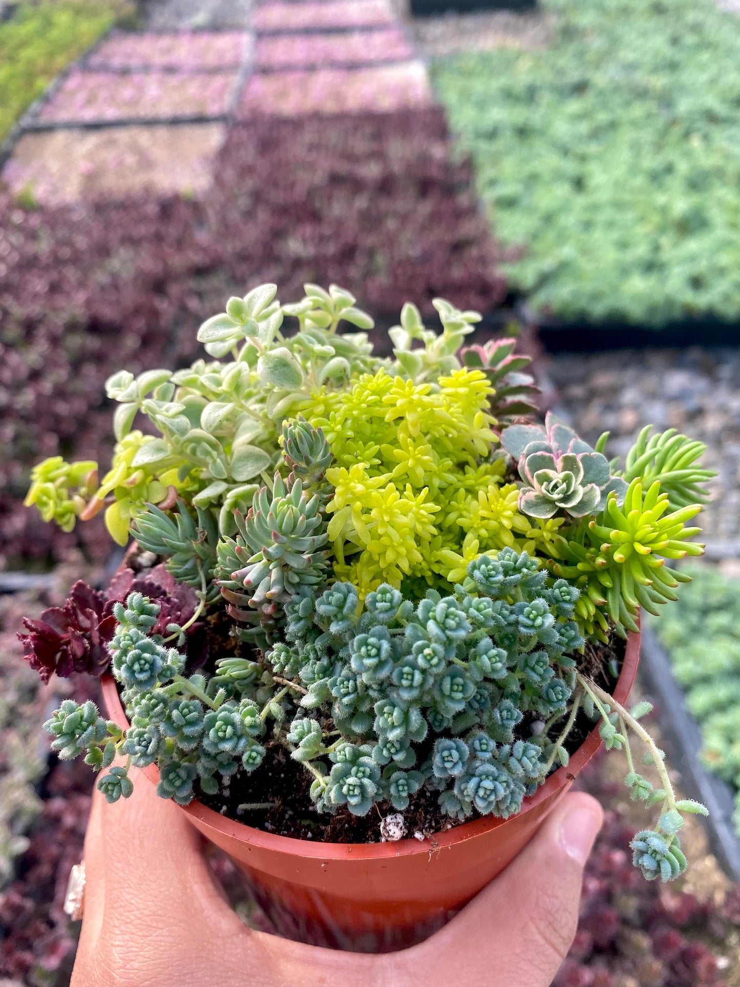 4” Sedum Mix