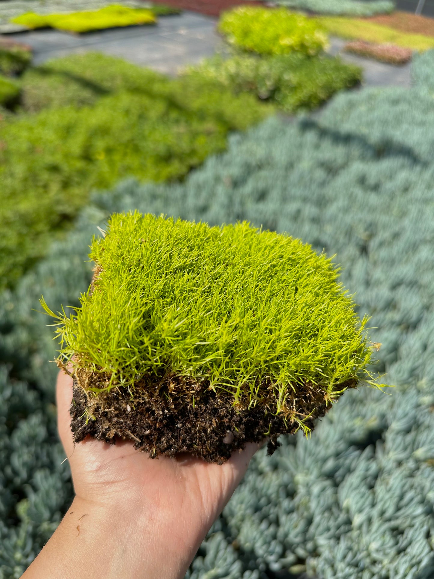 Scotch Moss