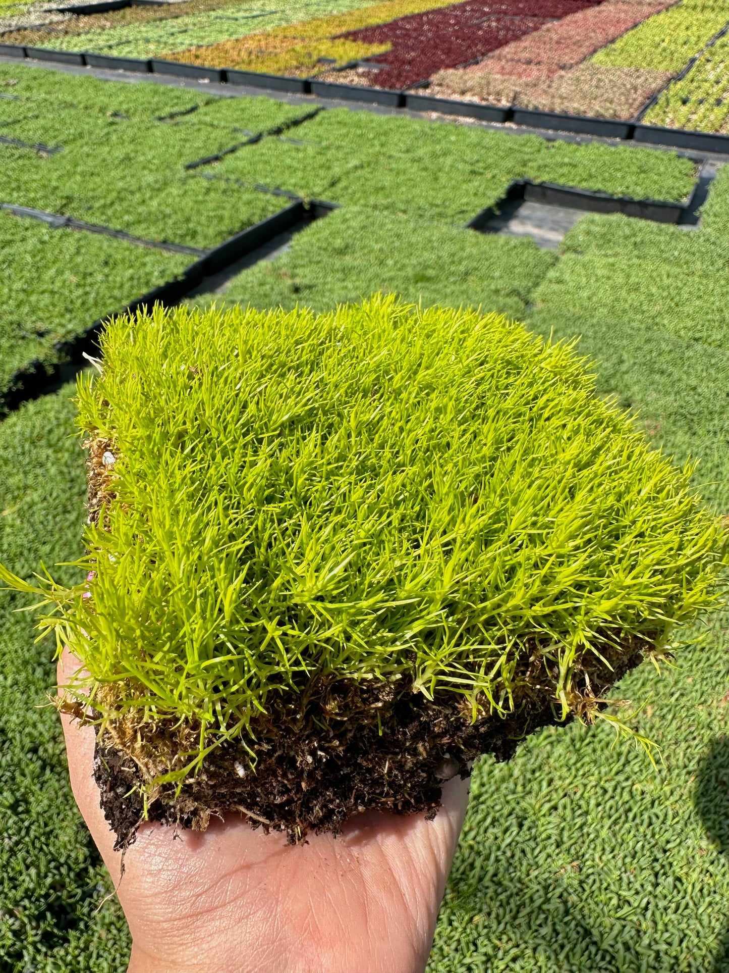 Scotch Moss