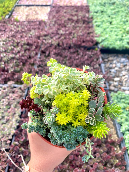 4” Sedum Mix