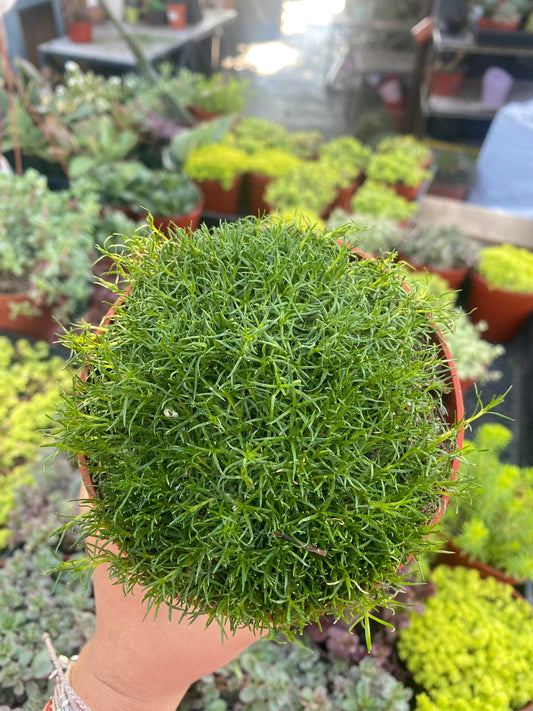 4” Irish Moss