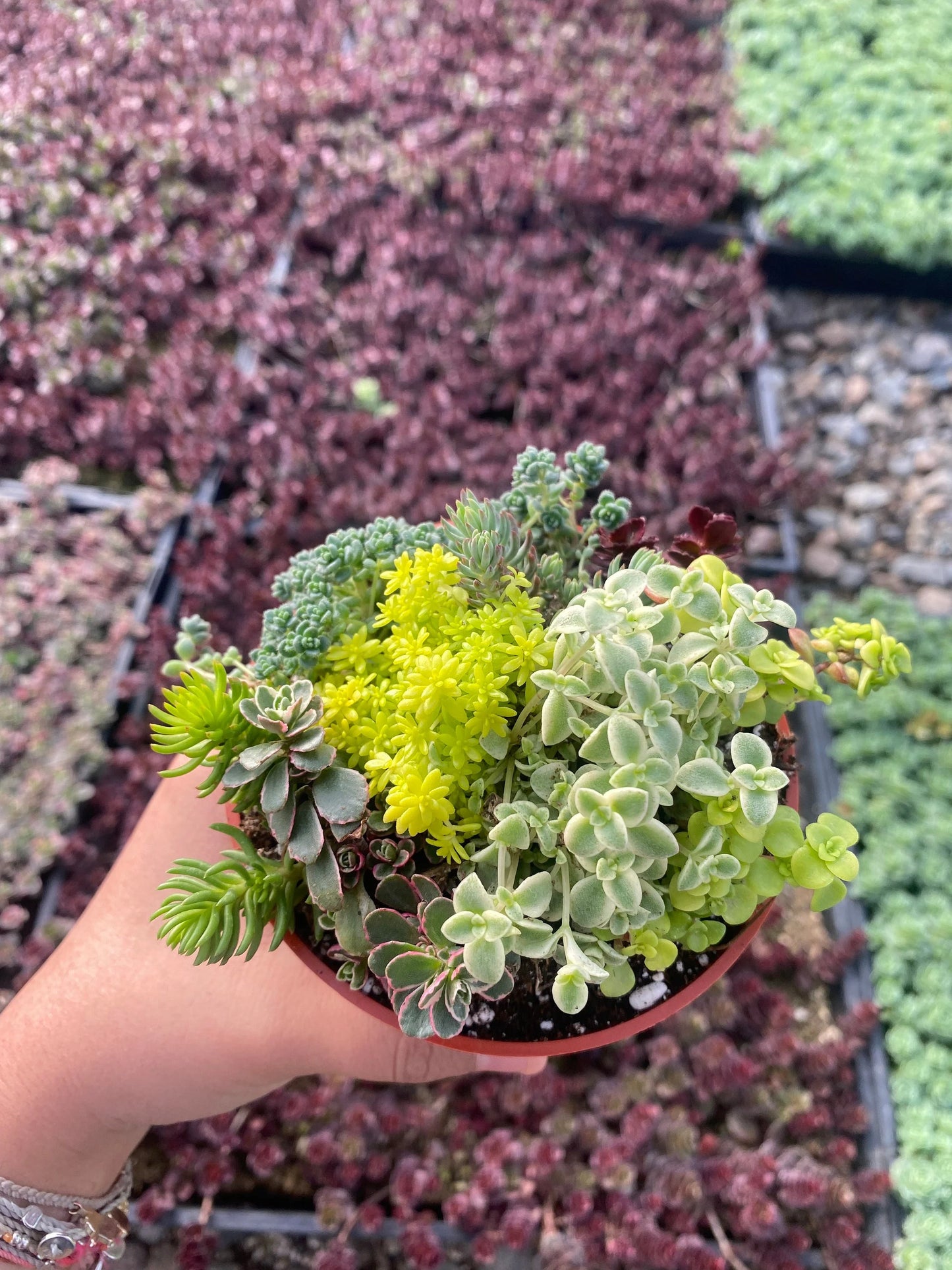 4” Sedum Mix