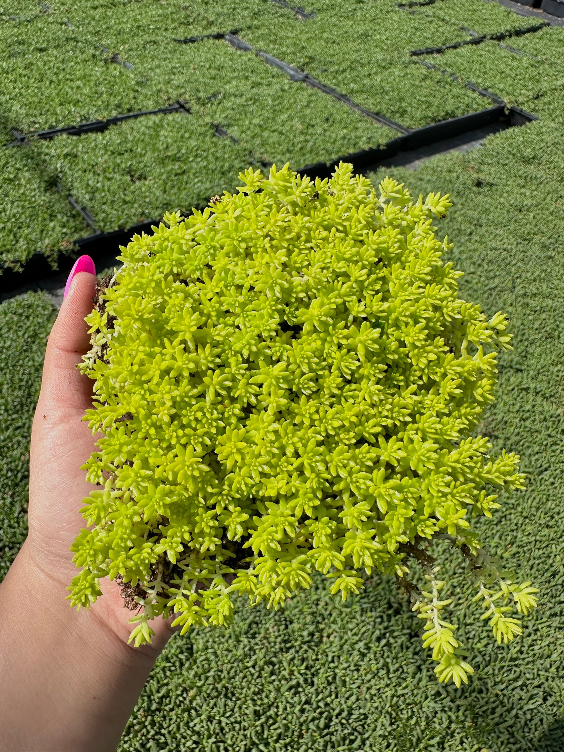 sedum golden moss succulent Sedum Gold Moss