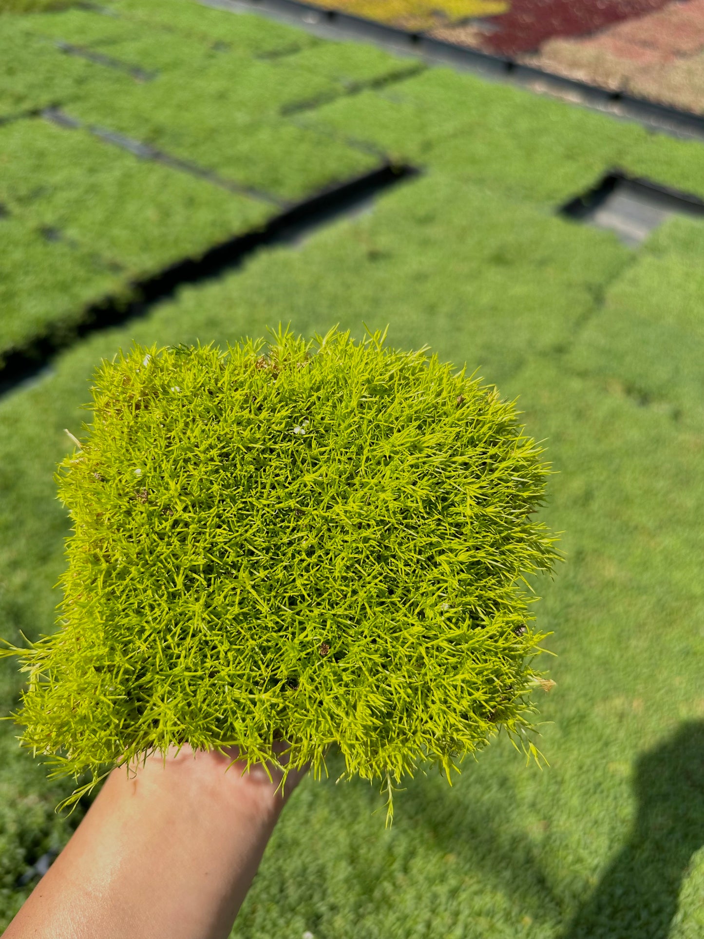 Scotch Moss