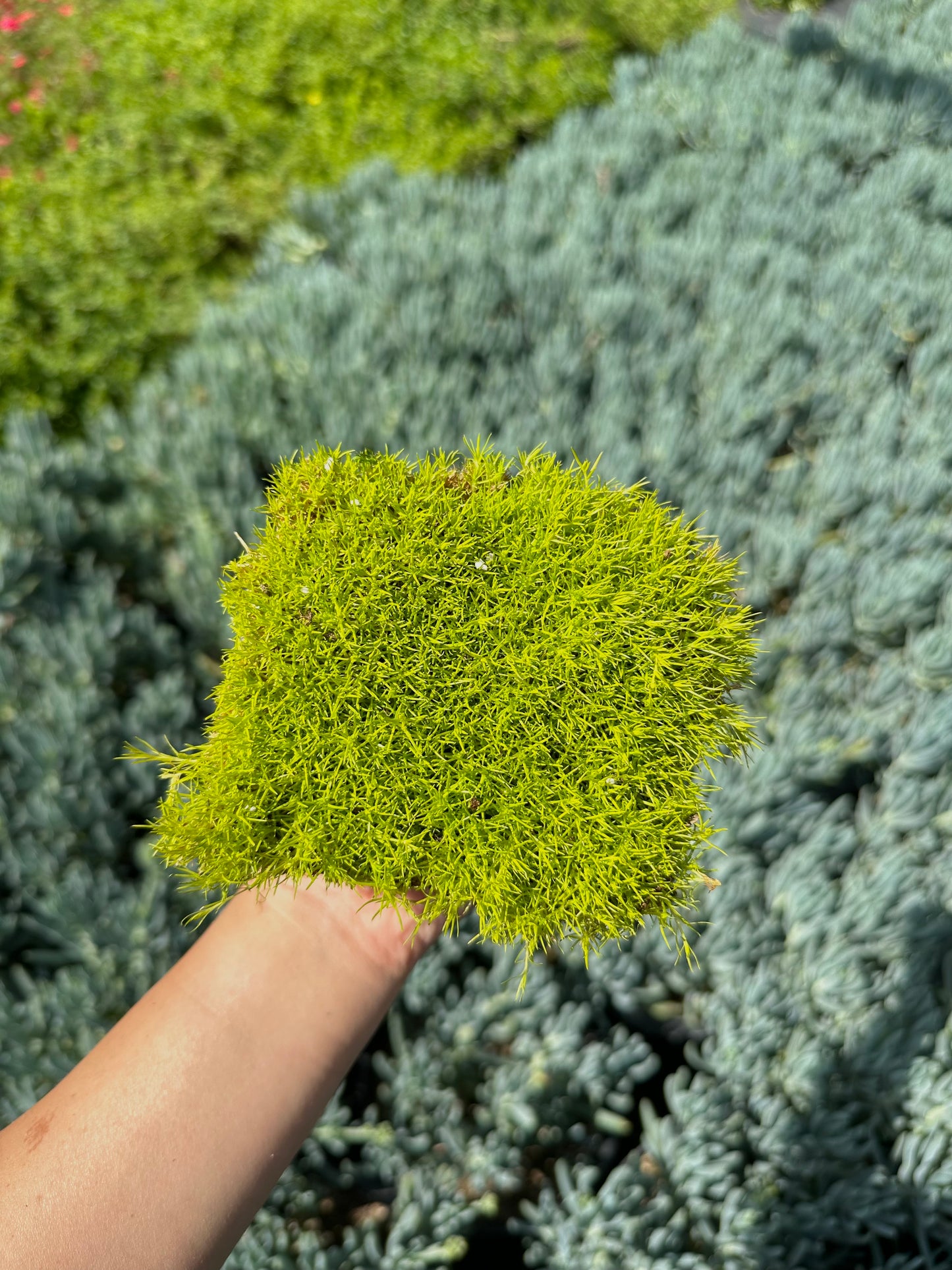 Scotch Moss